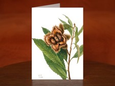 American Chestnut, Castanea dentata - A5 Art Print Card - Mary Vaux Wilcott