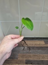 Monstera Deliciosa / Swiss Cheese Baby Plant Cutting - Rooted