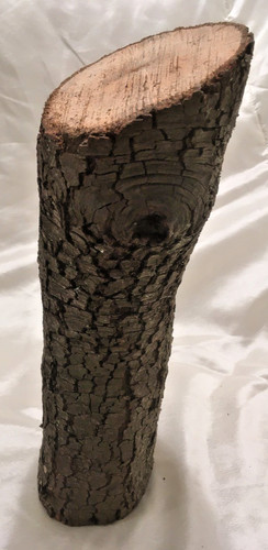 Holm oak wood - x,