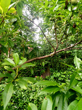 Almond Tree - 2 Seeds - BUY