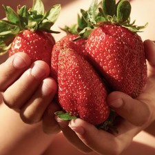 Strawberry plants sweet - plants, 'sweet