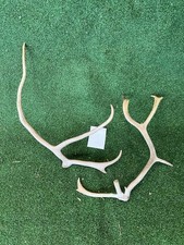 Naturally Shed Reindeer