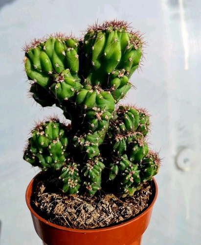 Cereus peruvianus monstrose - cereus,
