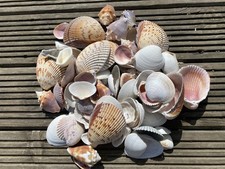 Large Shells Florida Sea Shells Decor Wedding Display Craft, 1.5kg+, 9 Variety’s