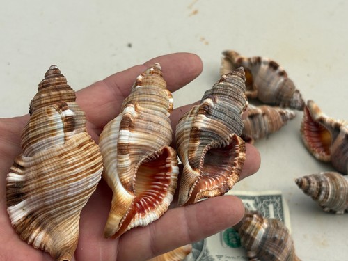 Hairy triton shell - 12,