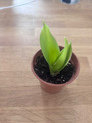 Sansevieria hahnii black - sansevieria, 'hahnii