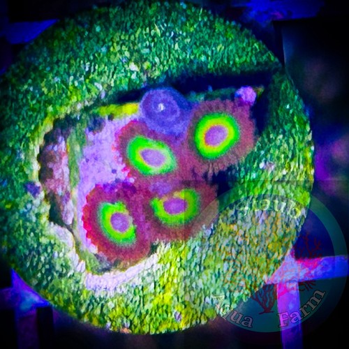 Saf wysiwyg rasta - rasta, morph