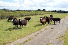 Photo 6x4 Zwartbles sheep on a farm track near Broadwell  c2009