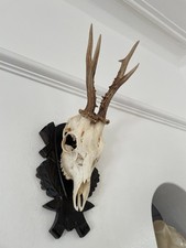 Good Antlers on top half of skull 433 Real Taxidermy mounted interior design