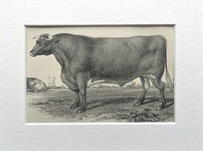 Durham Shorthorn Bull  - Antique 1900s B/W  Livestock Print Mounted