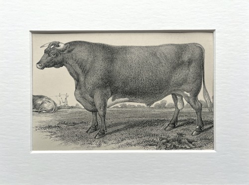 Durham shorthorn bull - shorthorn,