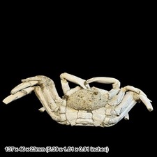 Macrophthalmus Fossil Crab