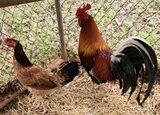 GT FARM|| HALF Dozen