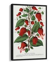 RED FLOWER, CLEMATIS COCCINEA