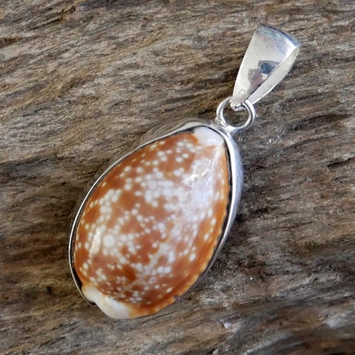 Small spotted brown cowrie - spotted,