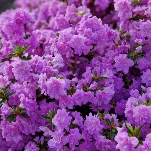 Rhododendron elsie lee 2l - lee, |