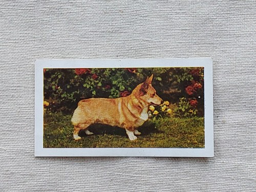 Hornimans tea card 1961 dogs - hornimans,