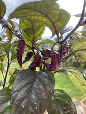 Rare Pink Tiger Chilli Seeds