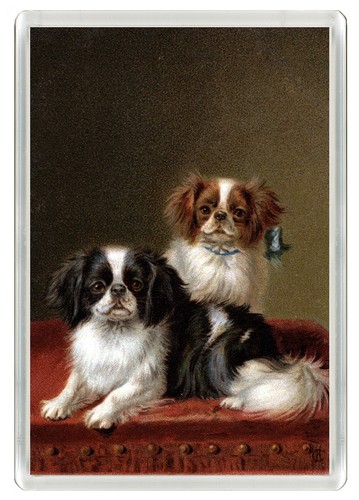 Japanese chin dog - japanese,