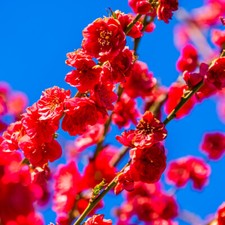 Peach Tree 'Melred', 3-4ft, in a 5L Pot, Self-Fertile & Heavy Cropping