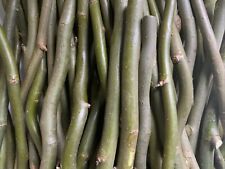 50 X 30cm/12inches Corkscrew Twisted Willow Cuttings, Freshly Cut