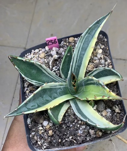 Pot 10cm sale rare - rare, cacti