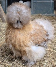 USA Silkie X 6 Eggs 