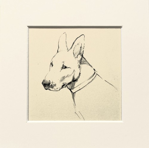 Bull terrier dog - terrier,