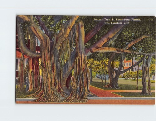 Postcard banyan tree - banyan,