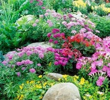 10 Different  Cottage garden
