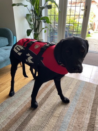 Ezydog dog flotation - ezydog,