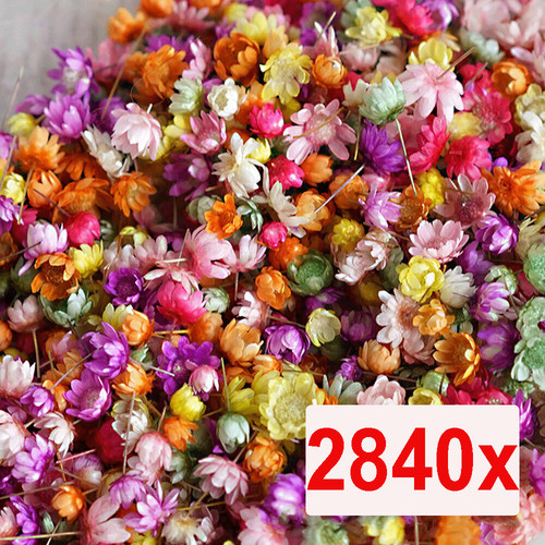 2840x dried rose buds - rose,