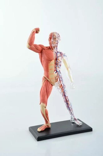 Human muscle and - and, skeleton