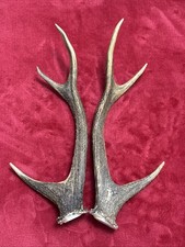 PAIR OF SIKA DEER ANTLERS