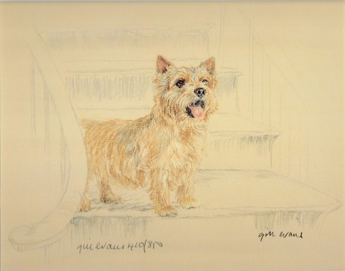Norwich terrier print - norwich,