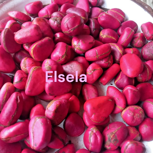 Fresh african kola - kola, nut