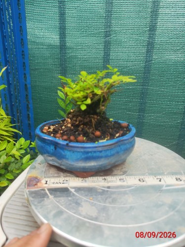 Asian little rose - little,