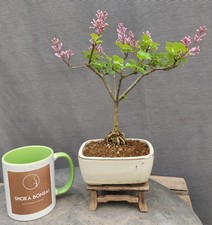 Beautiful Flowering Dwarf