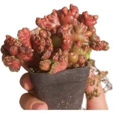 6CM Succulent Cactus Plant