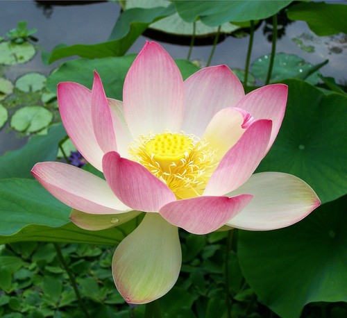 Sacred lotus nelumbo - sacred,