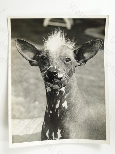 Chinese crested dog - chinese, staround