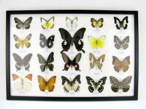 Beautiful butterfly - 20,