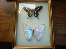 Taxidermy butterflies frsmed