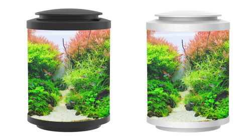 Betta choice acrylic cylinder - choice,
