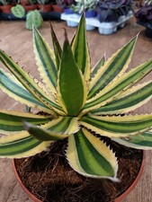 Agave Quadricolour | Green