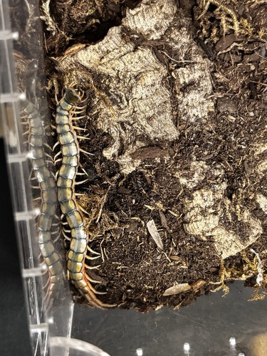 Scolopendra morsitans egypt - scolopendra,