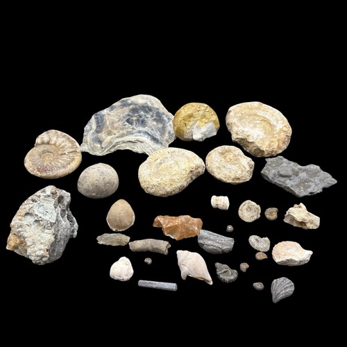1kg british fossil mix - fossil, 30