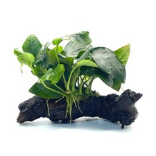 Anubias barteri var - ., nana