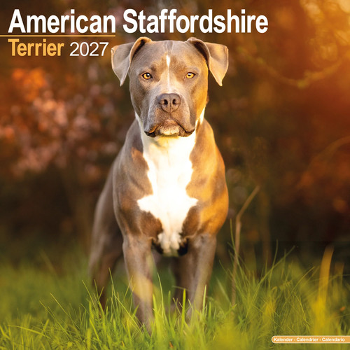 American staffordshire terrier - american,