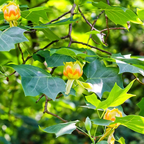 Liriodendron tulipifera tulip - liriodendron,